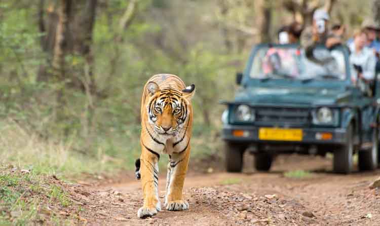 Wildlife Safari